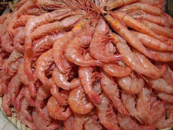 میگو یک کیلویی بدون واسطه